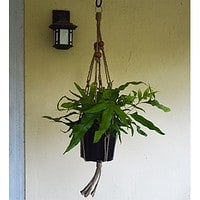 Jute Plant Hanger, Large