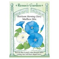 Morning Glory, Mailbox Mix Heirloom
