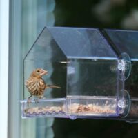 Clear View Window Feeder