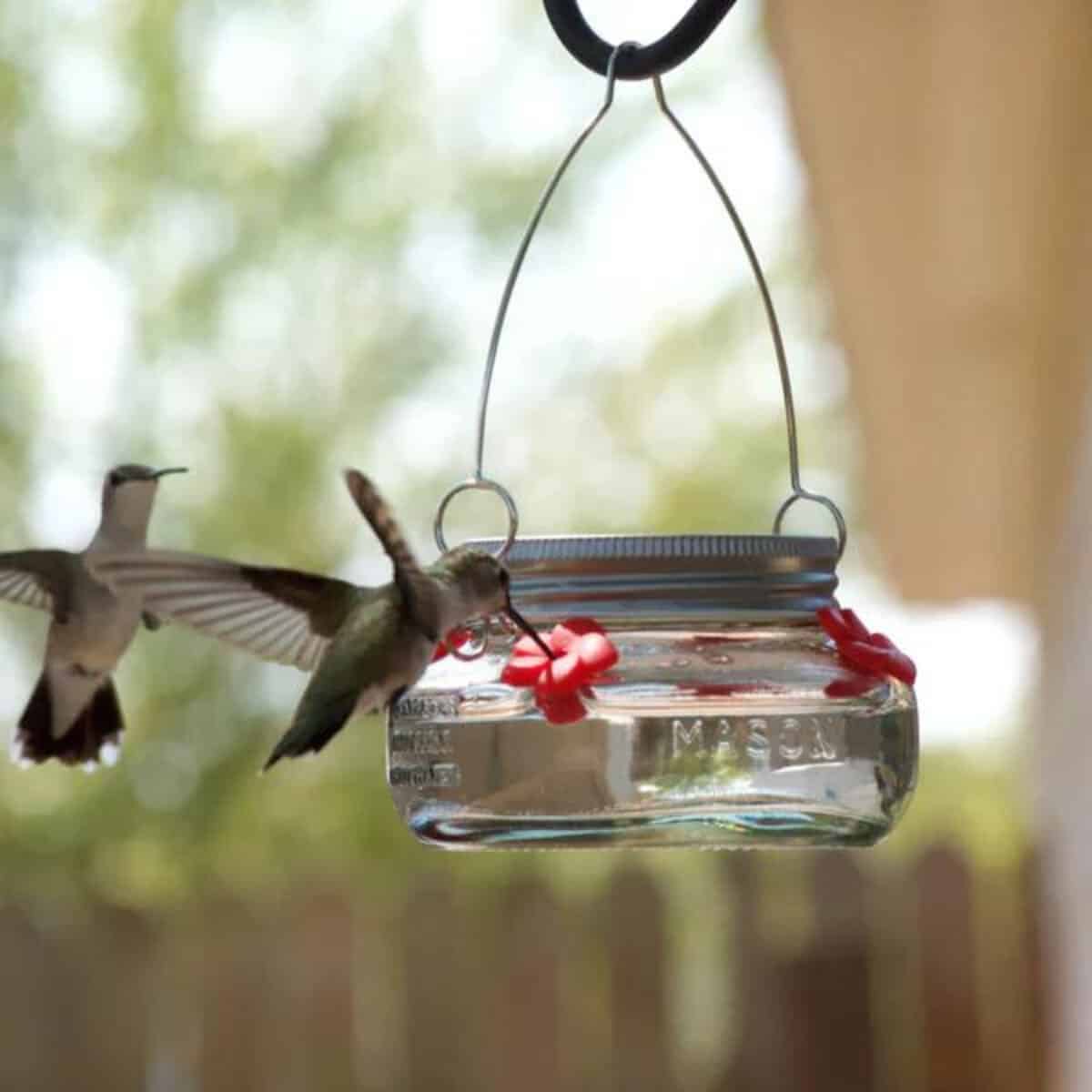 Bird Feeders, Birds & Wildlife, Hummingbird Feeders > Mason Jar