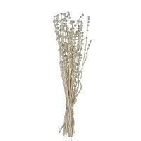 Dried Natural Lion's Tail Stem