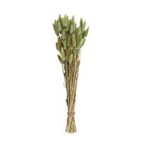 Dried Natural Bunny Tail Bunch