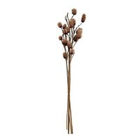 Dried Natural Platycarya Stem