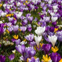 Crocus