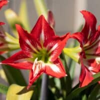Barbados, Dark Red