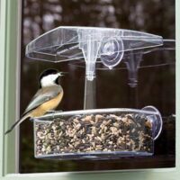 Observer Window Feeder