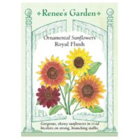 Sunflower, Royal Flush Bicolor