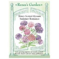 Alyssum, Summer Romance Mix
