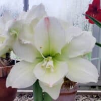 Double, White Amadeus