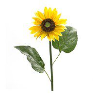 Sunflower Stem