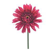 Gerbera Daisy Stem