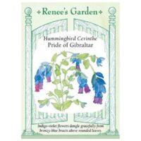 Cerinthe, Pride Of Gibraltar