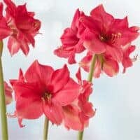 Pink Surprise