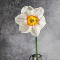 Large Cup, Flower Record