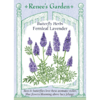 Lavender, Fernleaf
