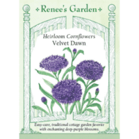 Cornflower, Velvet Dawn