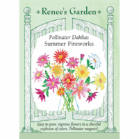 Dahlia, Summer Fireworks