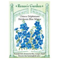 Delphinium, Blue Mirror
