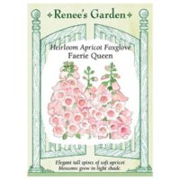 Foxglove, Apricot Faerie Queen