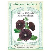 Hollyhock, Black Watchman