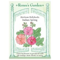 Hollyhock, Indian Spring