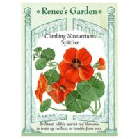 Nasturtium, Climbing, Spitfire