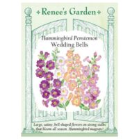 Penstemon, Wedding Bells