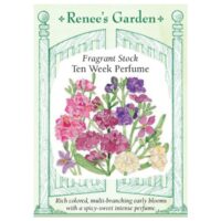 Stock, Ten Week Perfume