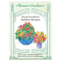 Strawflower, Dwarf Rainbow Mix