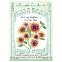 Sunflower, Cutting, Garnet Star