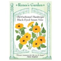 Thunbergia, Black-Eyed Susan