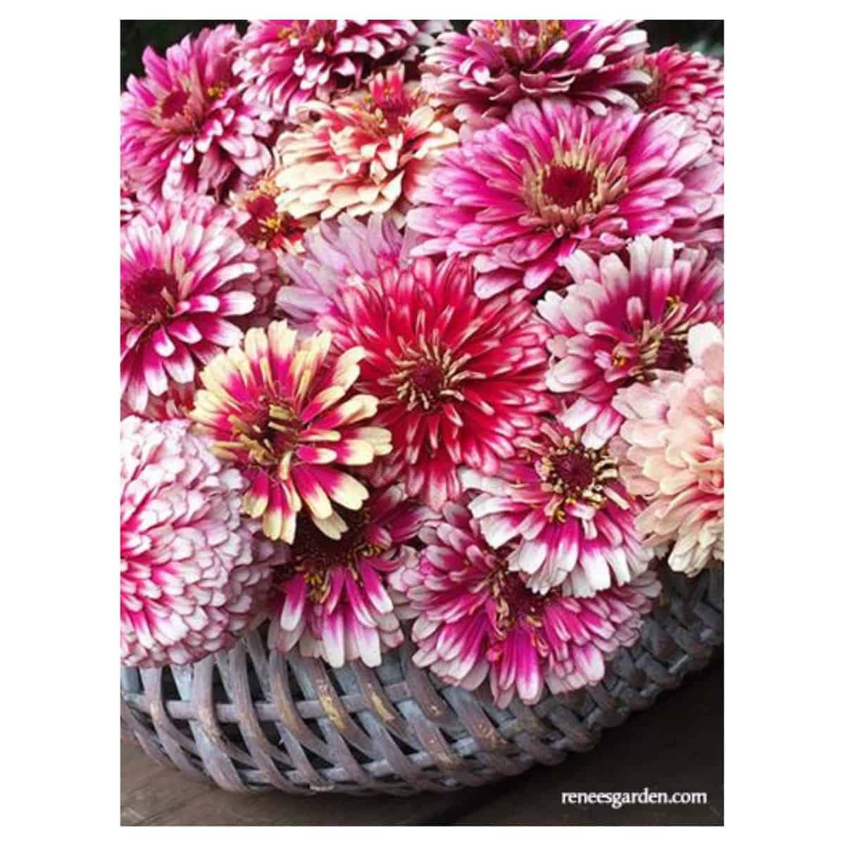 Flower Seeds, Plants, Seeds & Bulbs, Seeds > Zinnia, Summer Pinwheels The Garden Mill