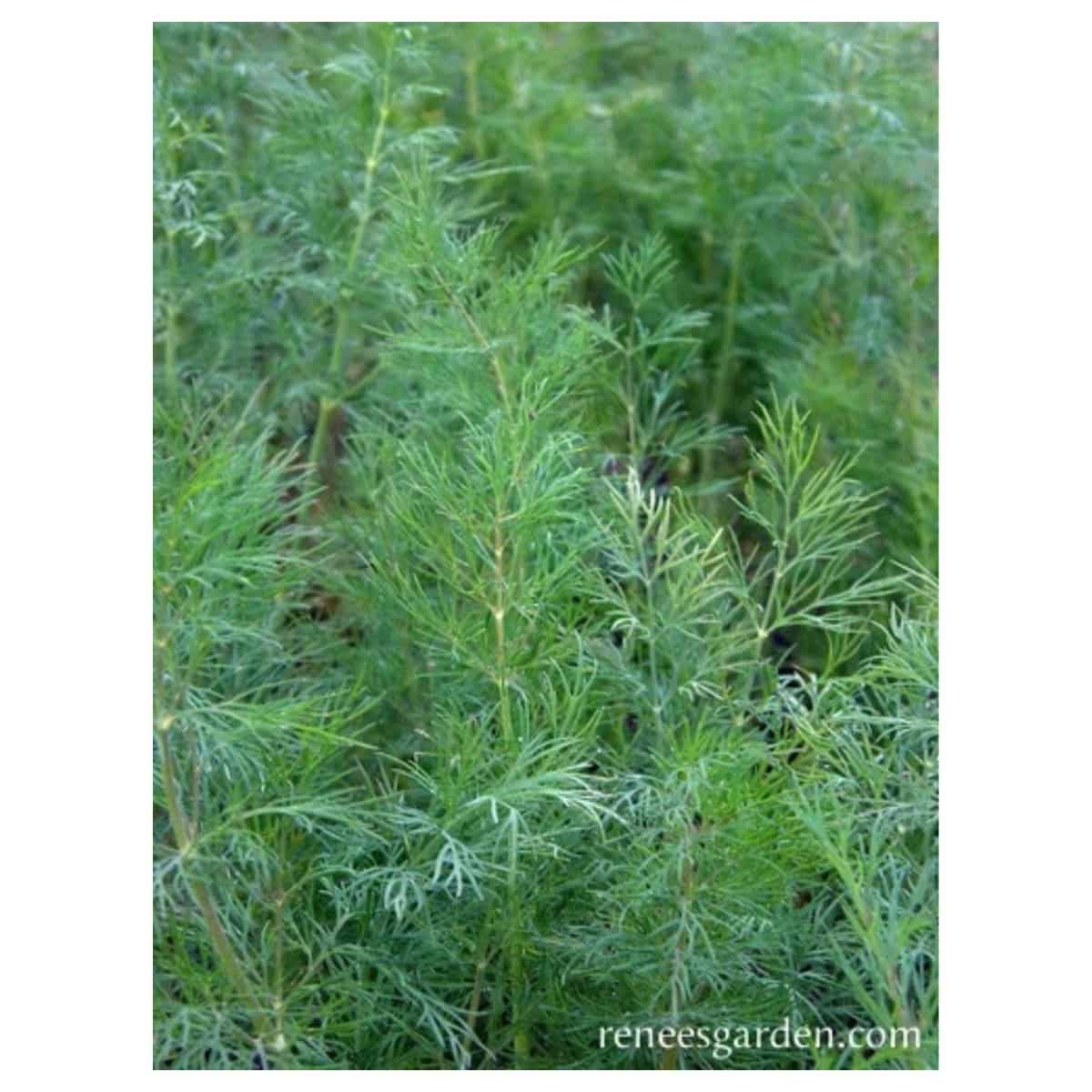 Herb Seeds, Plants, Seeds & Bulbs, Seeds > Dill, Leafy Diana Organic