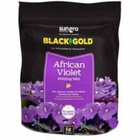 Black Gold African Violet Mix