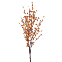 Fall Bittersweet Bush