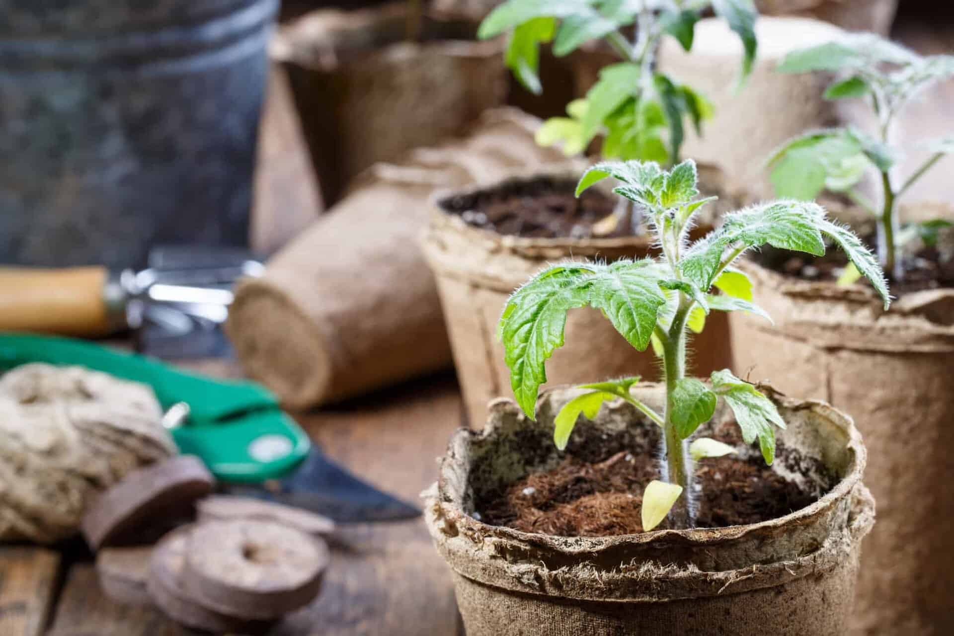Seed Starting