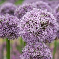 Allium