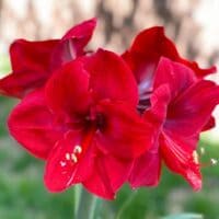 Amaryllis