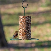 Bird Food