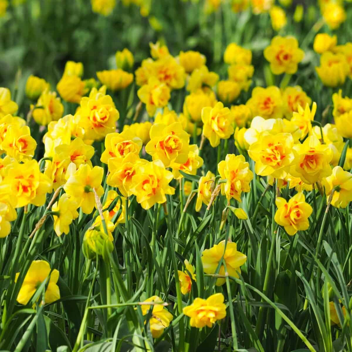 Bulbs The Garden Mill