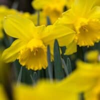 Daffodils & Narcissus