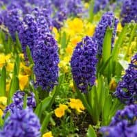 Hyacinths