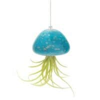 Air Plant Holders