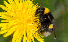 lets-get-gardening-june