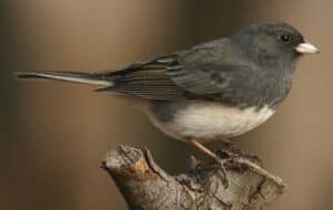 lets-get-gardening-nov15