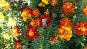 lets-get-gardening-oct15